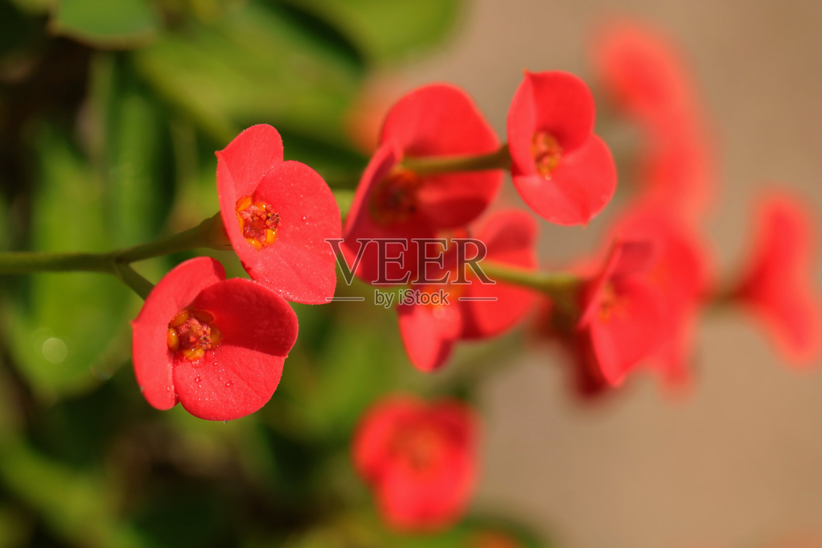 荆棘的冠冕照片摄影图片