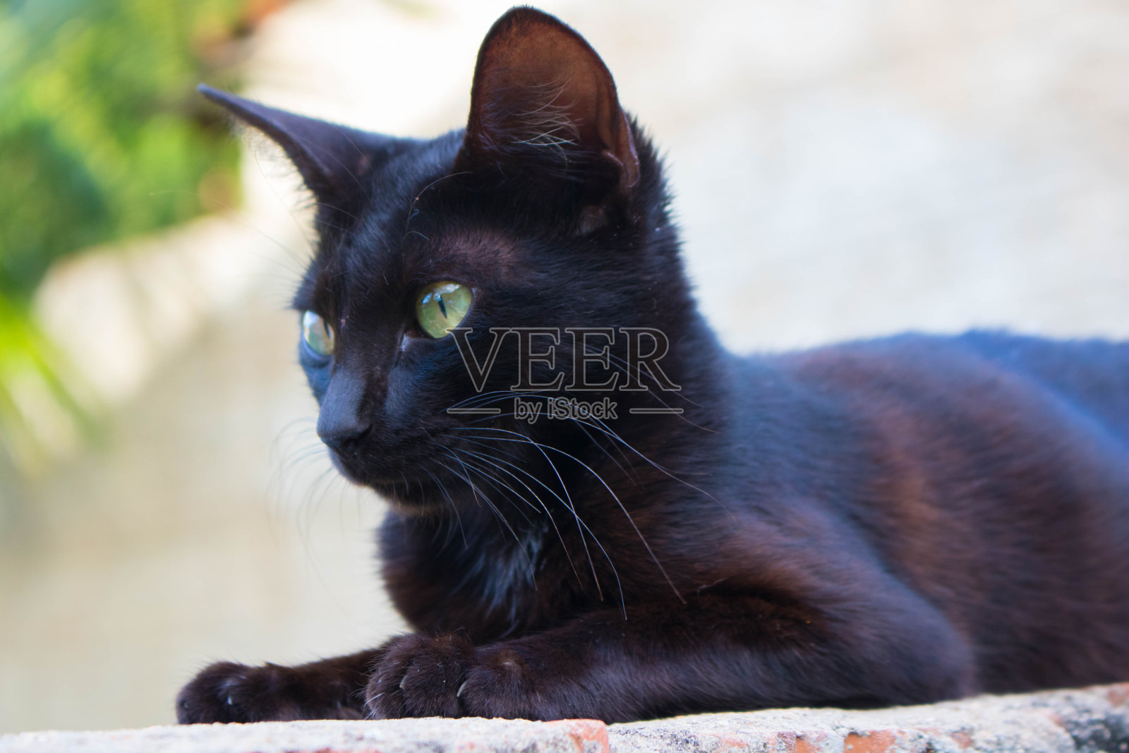 黑色的猫照片摄影图片