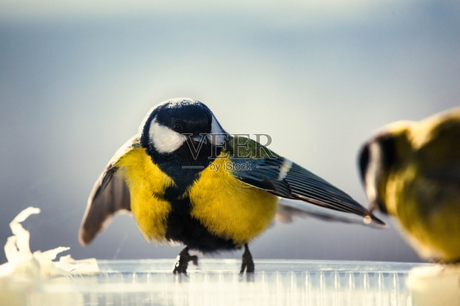 蓝山雀在喂食箱边拍打着翅膀照片摄影图片