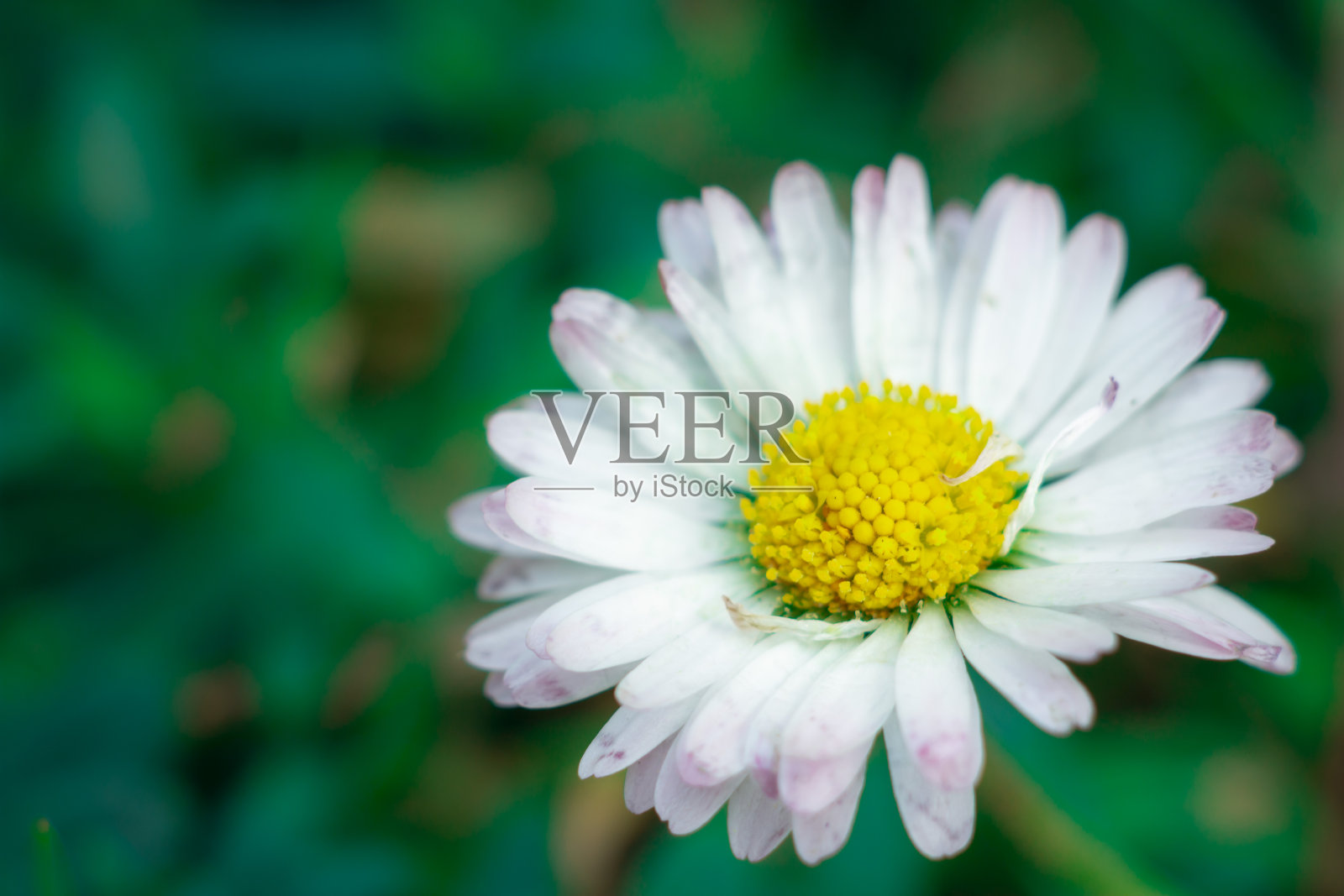 绿色背景上的黛西照片摄影图片