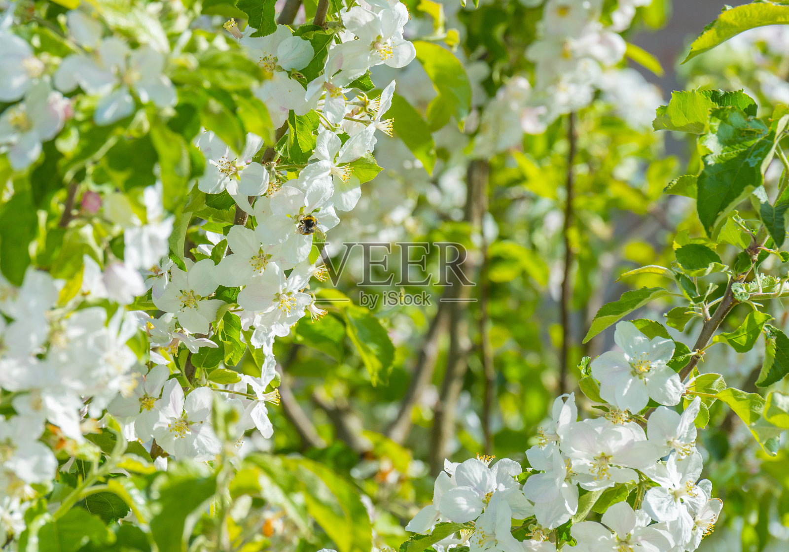 春天阳光明媚，大黄蜂在一棵开花的苹果树上寻找花蜜照片摄影图片
