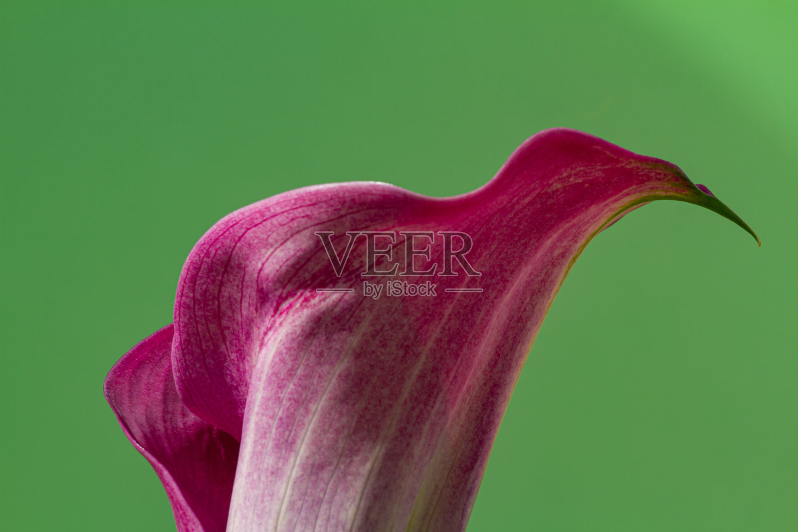 绿色背景上的紫色马蹄莲(马蹄莲)的花朵特写照片摄影图片