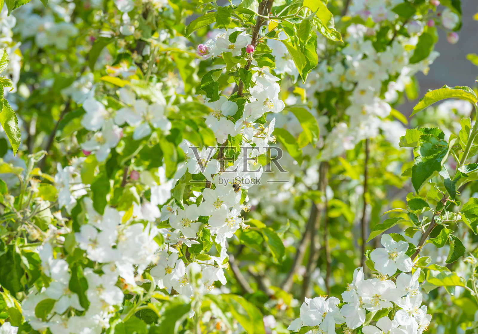 春天阳光明媚，大黄蜂在一棵开花的苹果树上寻找花蜜照片摄影图片