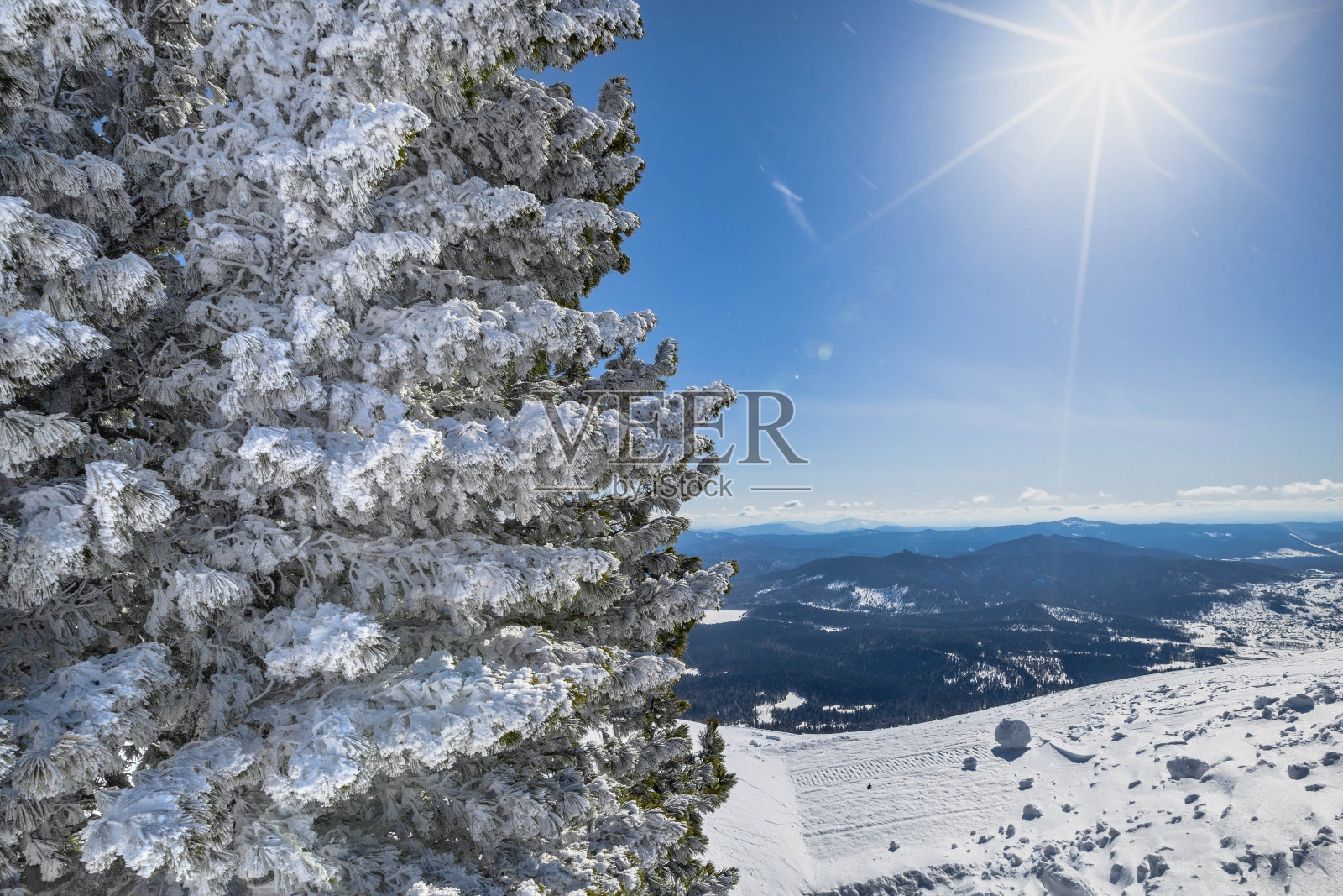 在阳光明媚的冬日里，松树和山峦都下起了雪照片摄影图片