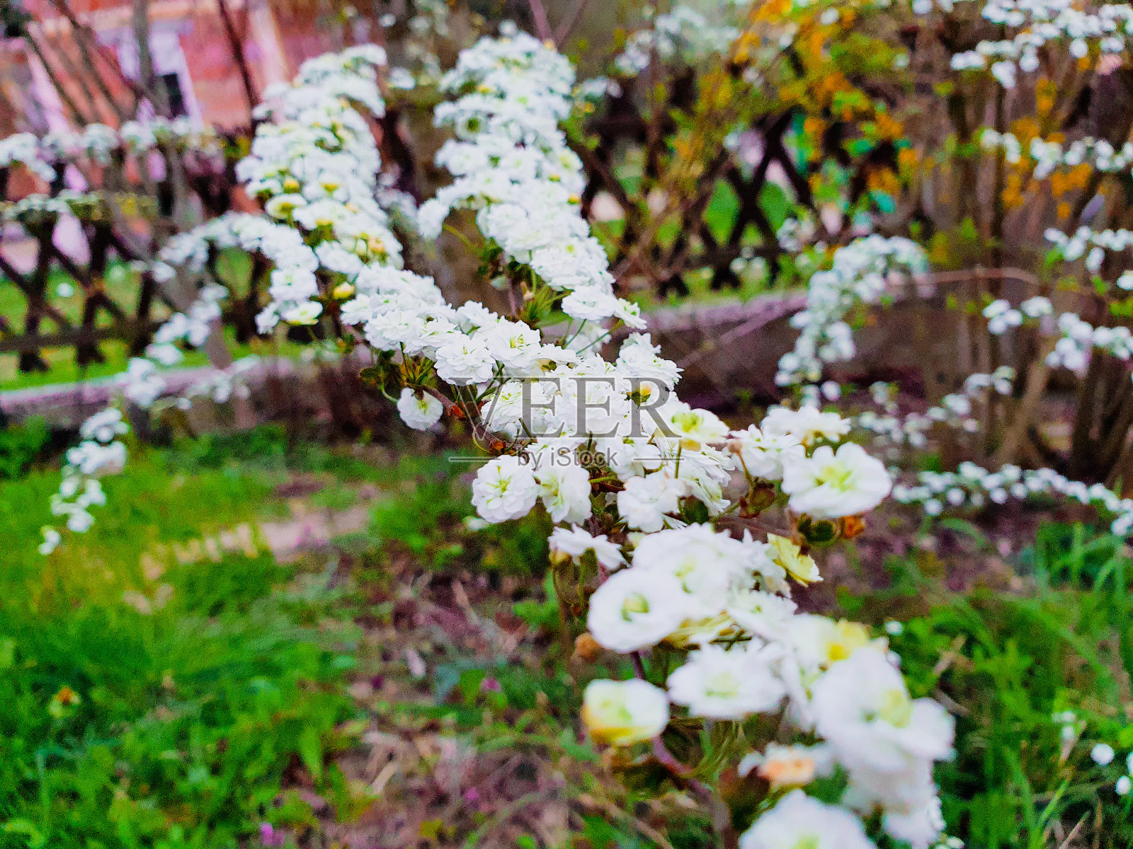 白玫瑰照片摄影图片