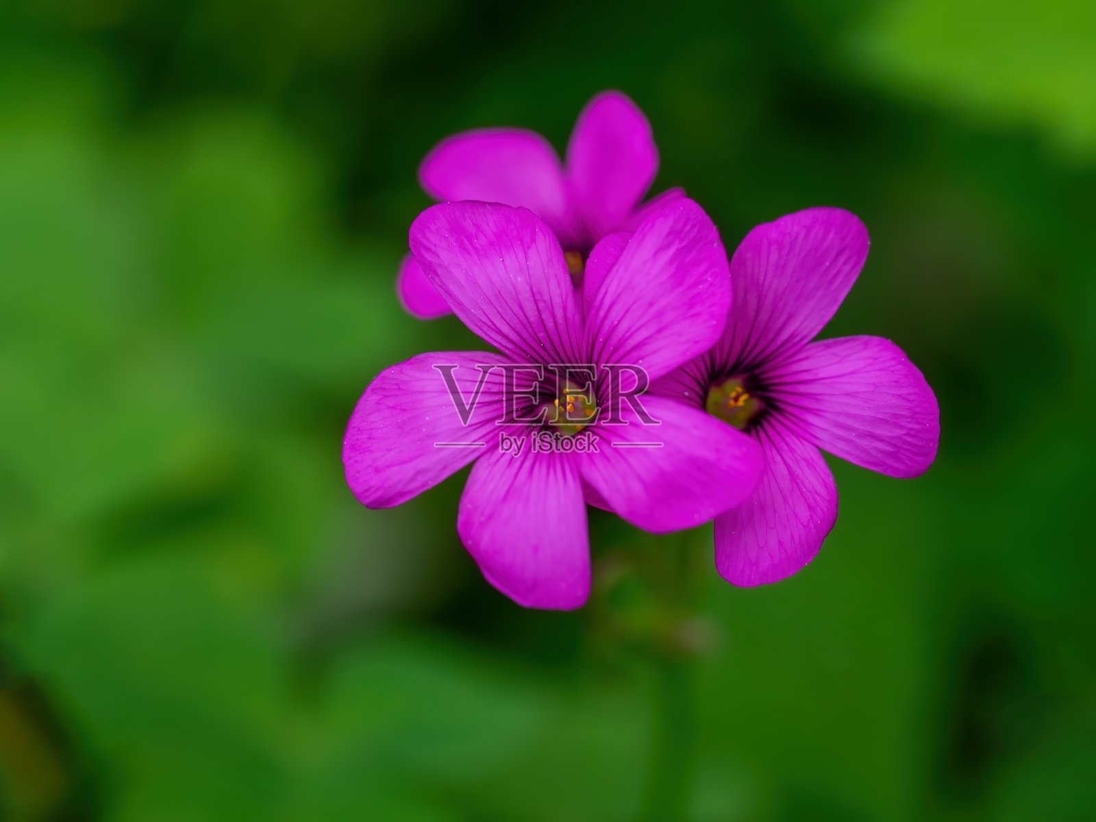 紫罗兰色的野花照片摄影图片