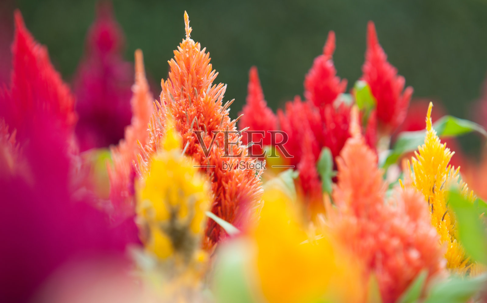 鲜花灿烂的花园近处照片摄影图片