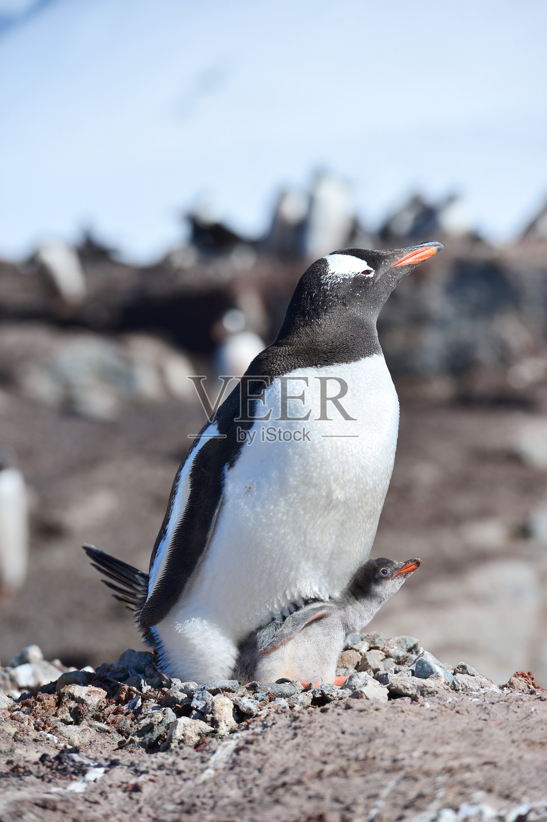 在南极洲的巴布亚企鹅和幼鸟的巢穴里照片摄影图片