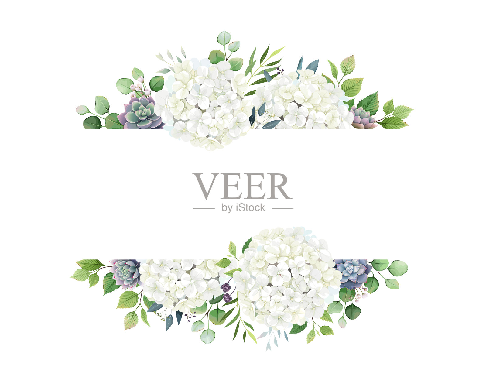 绿叶，白色绣球花和多汁的框架边界上的白色背景。漂亮的模板邀请或贺卡，横幅。所有元素都是独立的和可编辑的。插画图片素材