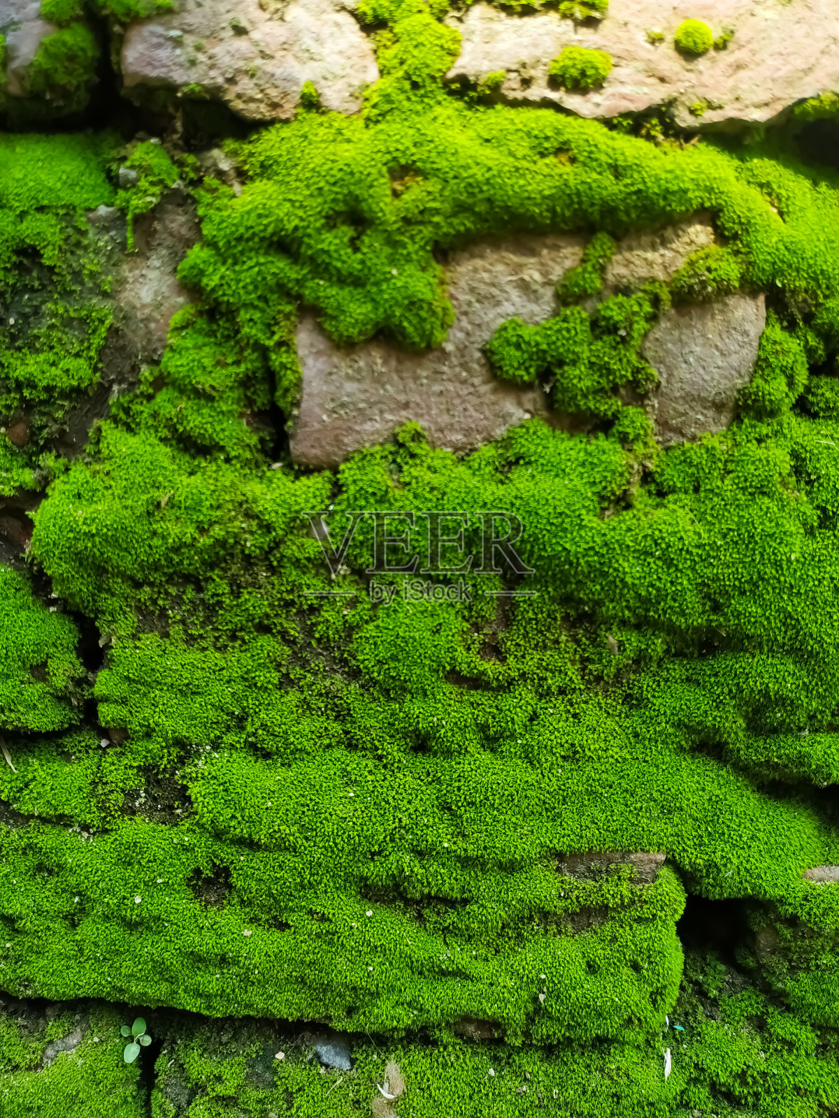 砖墙上天然青苔照片摄影图片