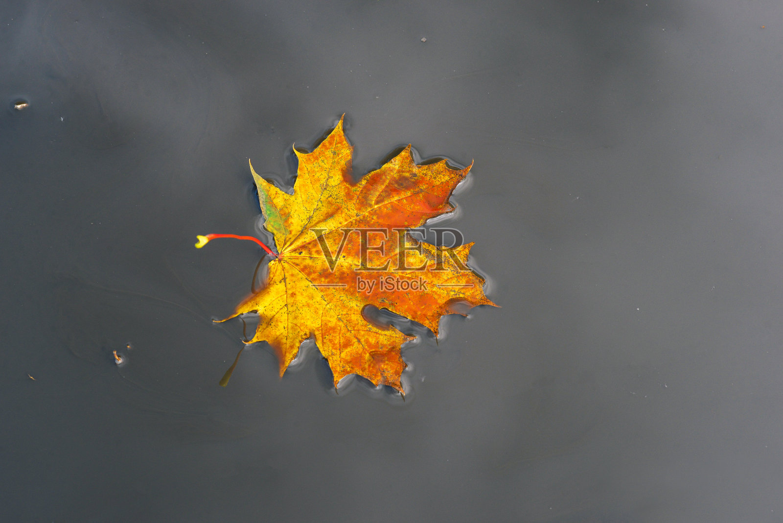 秋天的枫叶在一个肮脏的水坑里。季节的变化。戏剧性的秋天背景照片摄影图片