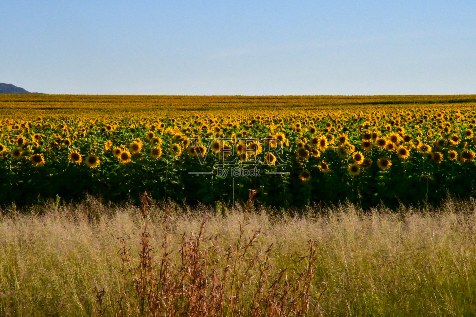 从莱索托到南非布隆方丹途中的一片向日葵田。照片摄影图片