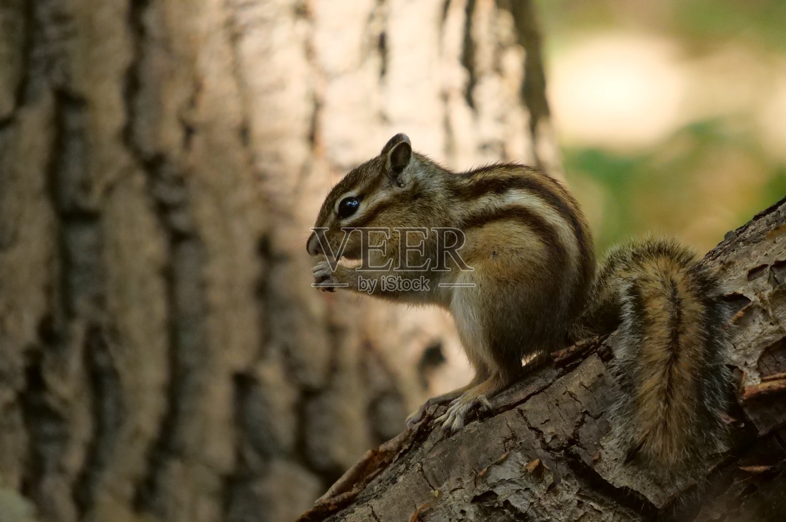 西伯利亚地松鼠照片摄影图片