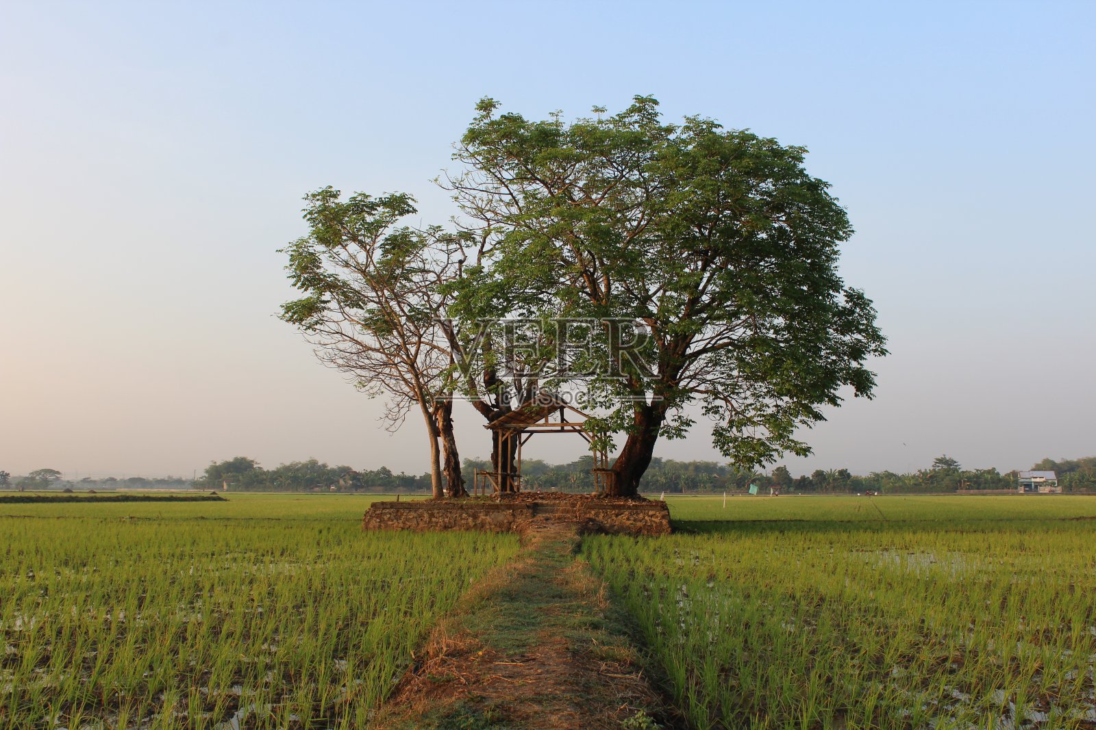 树照片摄影图片