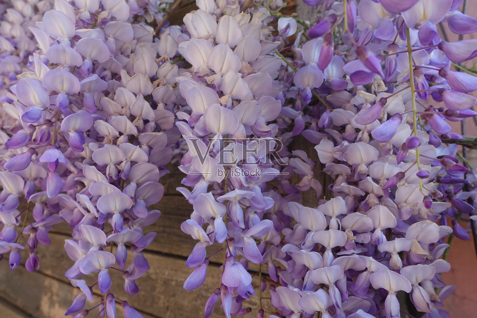 丁香树,花照片摄影图片