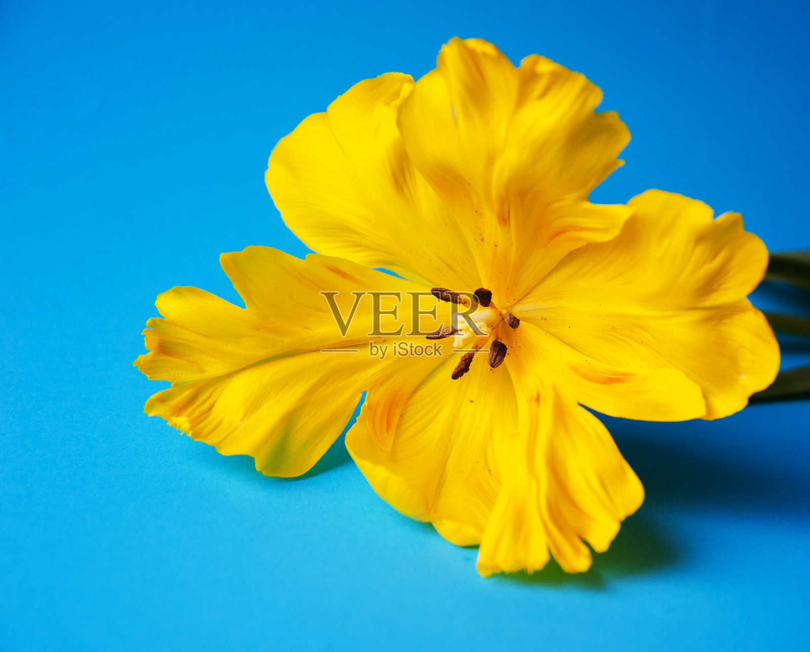 黄色的郁金香凑近了照片摄影图片