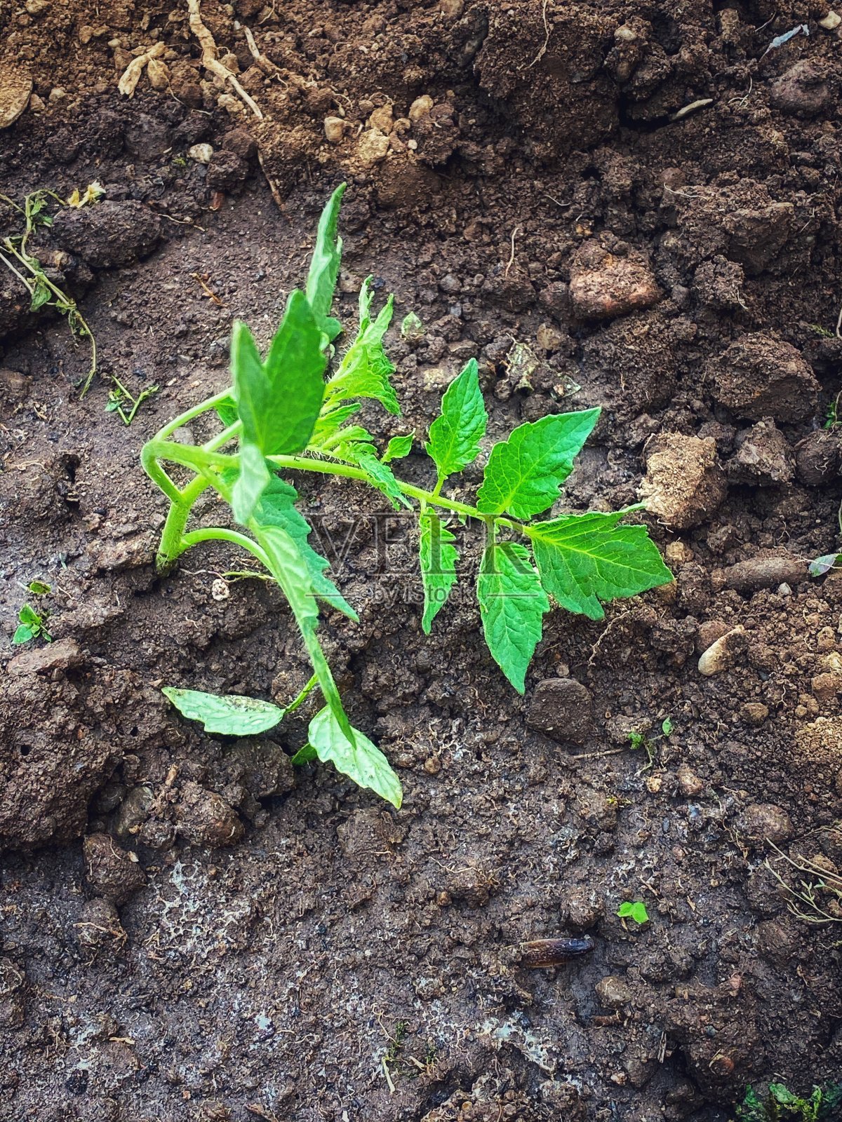 番茄幼苗照片摄影图片