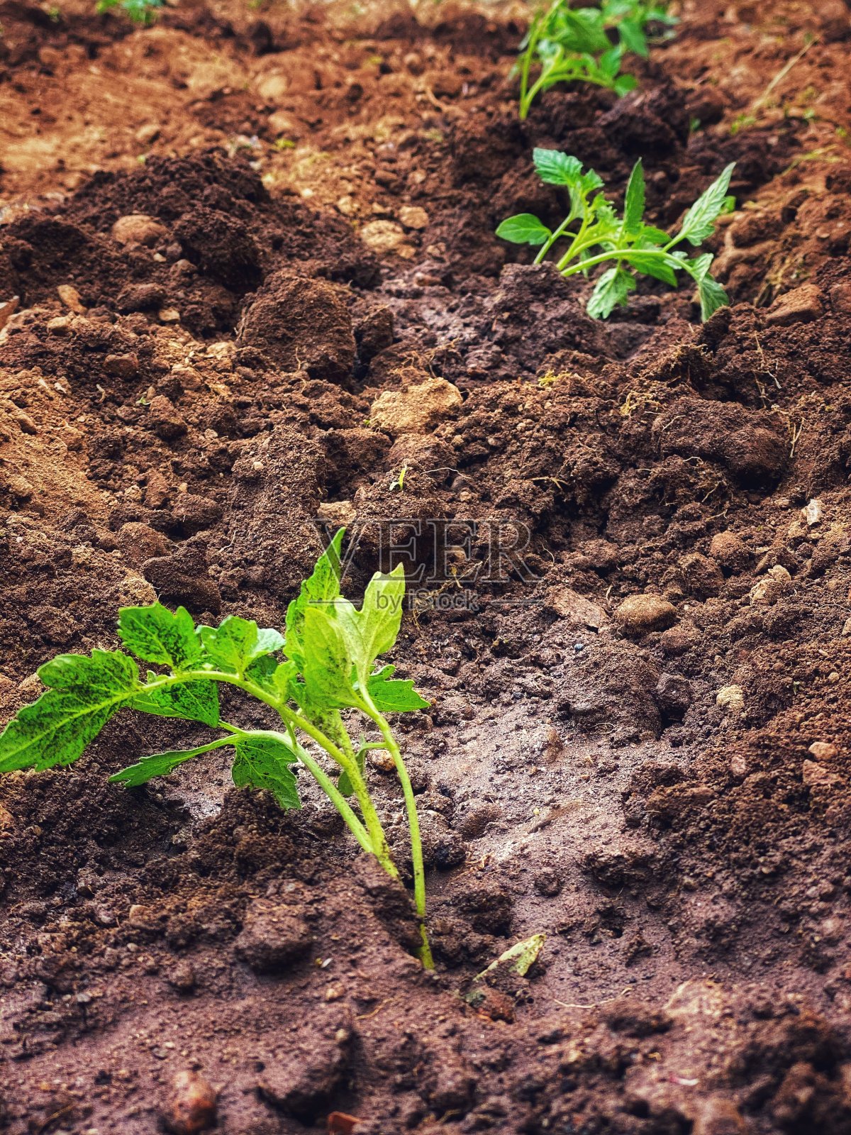 番茄幼苗照片摄影图片