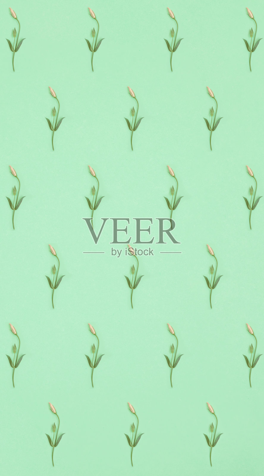 在薄荷的背景上有粉红色的口气孔花蕾的对角线图案照片摄影图片