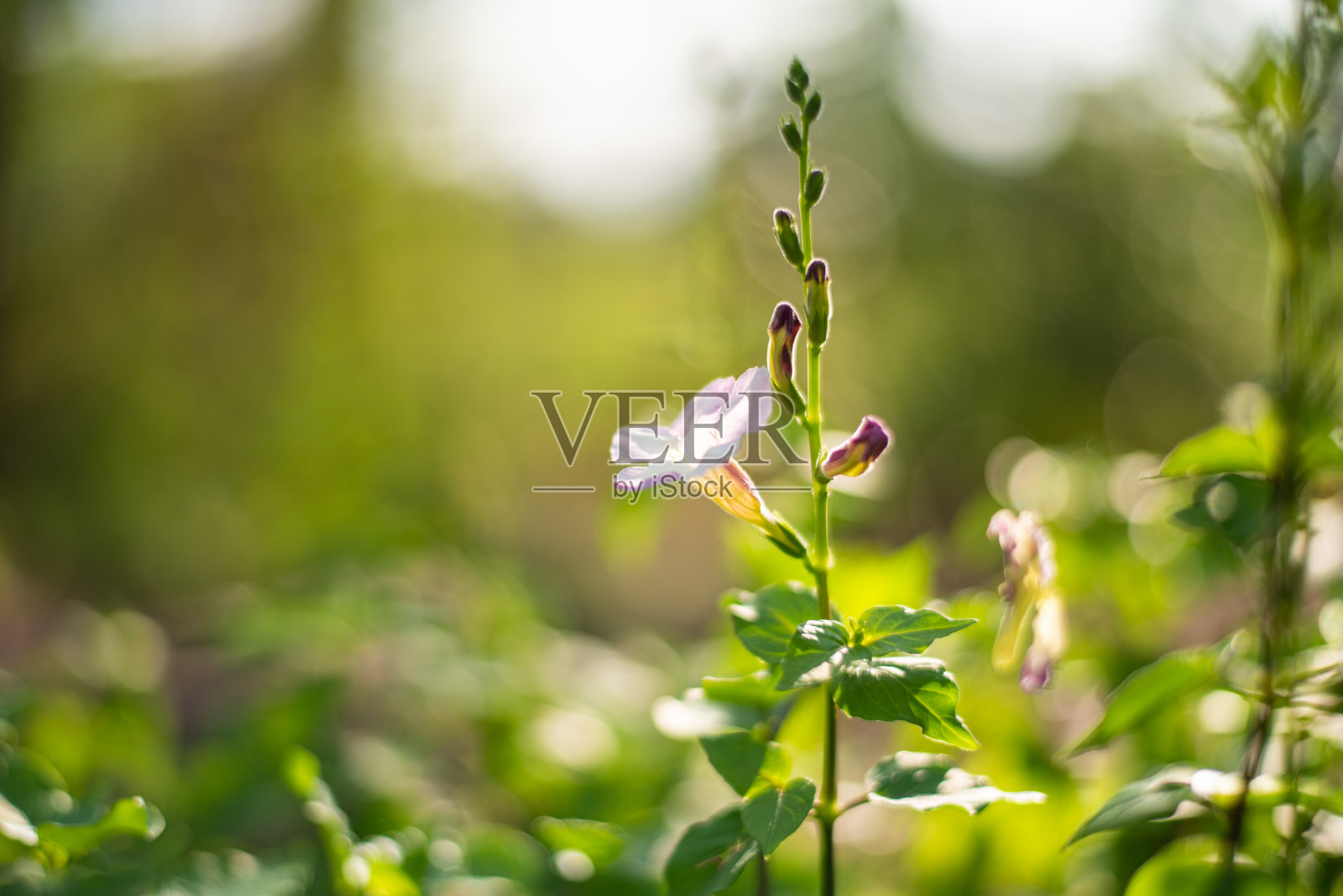 绿化植物和树木的自然概念。照片摄影图片