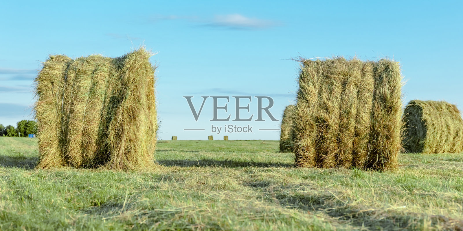 绿色的田野里一捆捆的干干草照片摄影图片