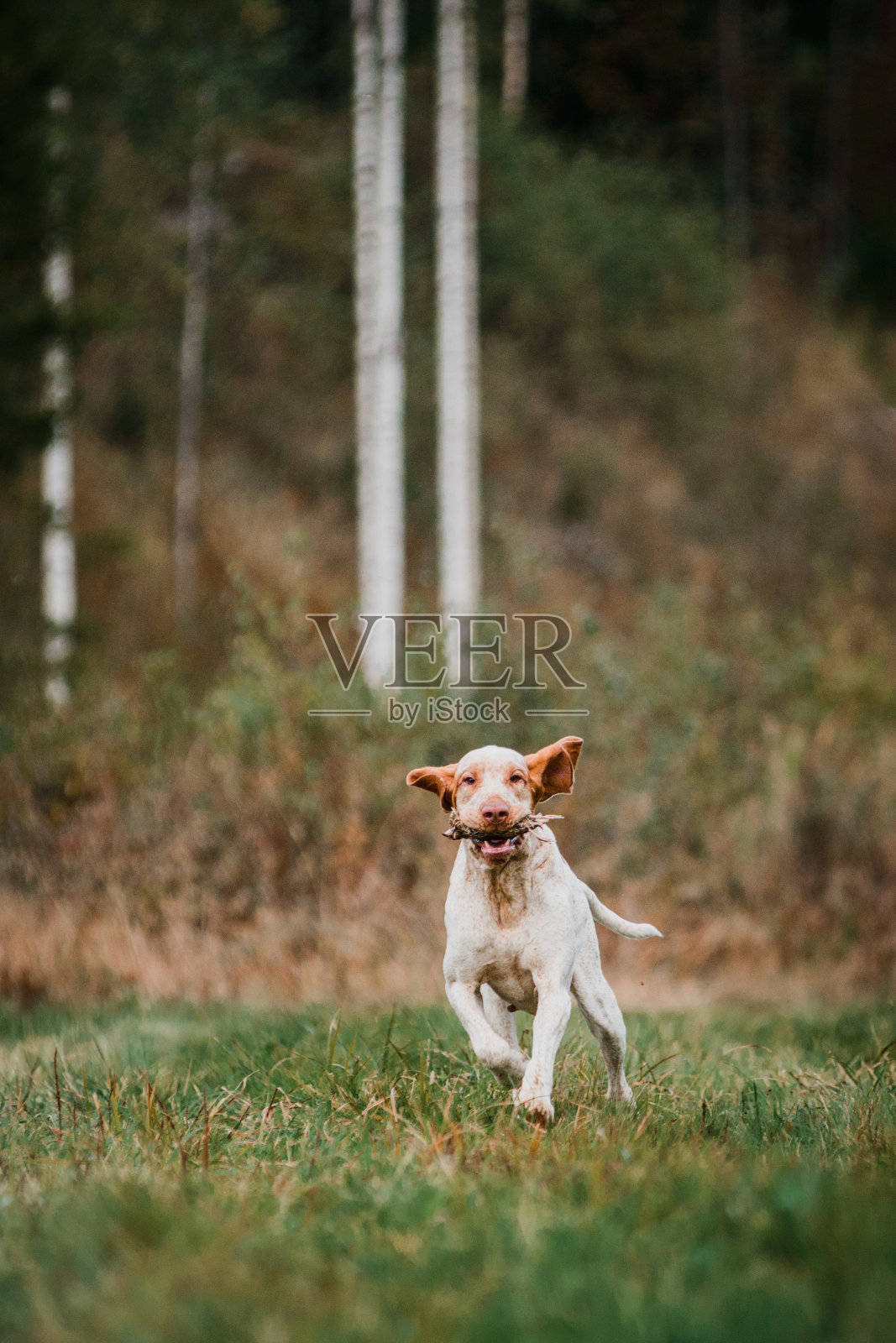 可爱的意大利猎犬布拉科在草地上寻找家禽照片摄影图片