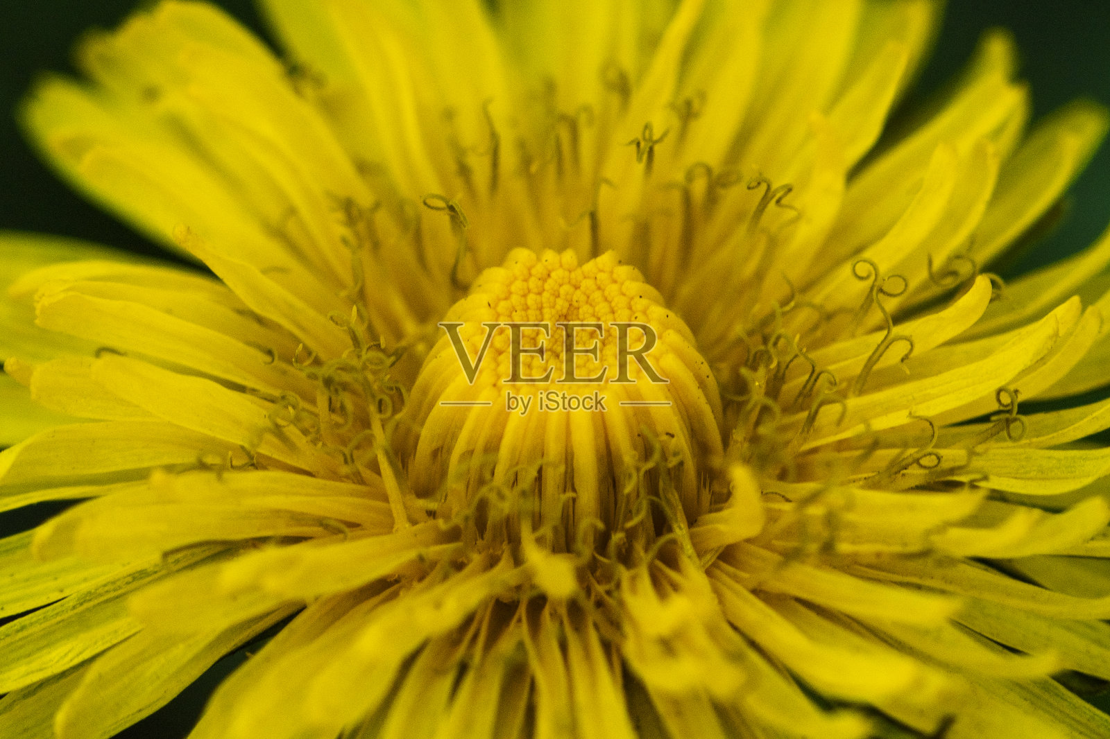 蒲公英照片摄影图片