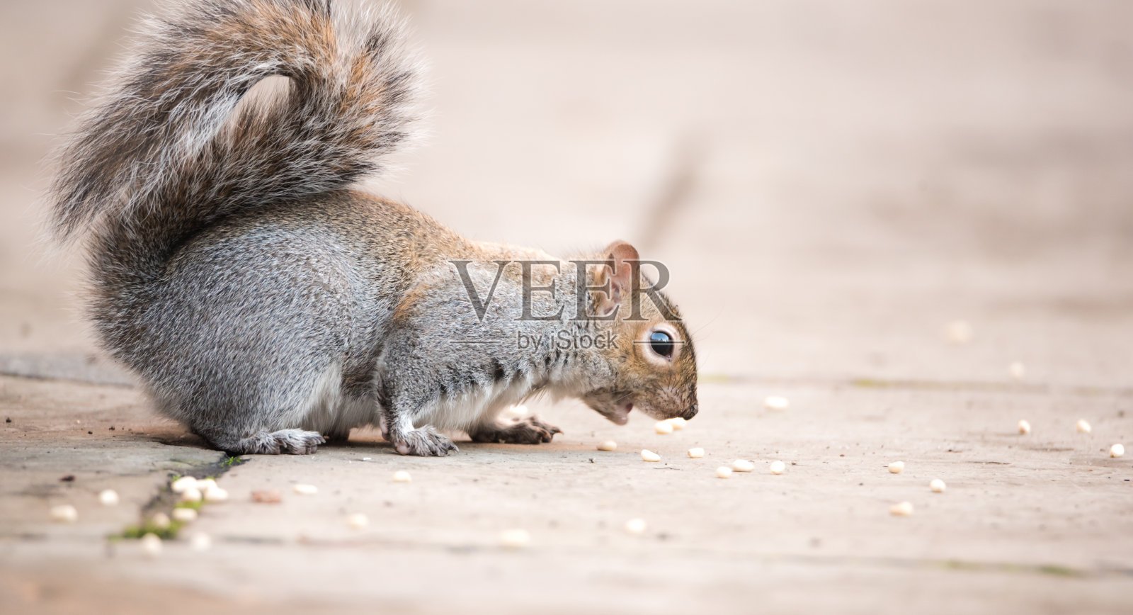 棕色松鼠吃坚果特写毛茸茸的zoom晴天绿色的草照片摄影图片