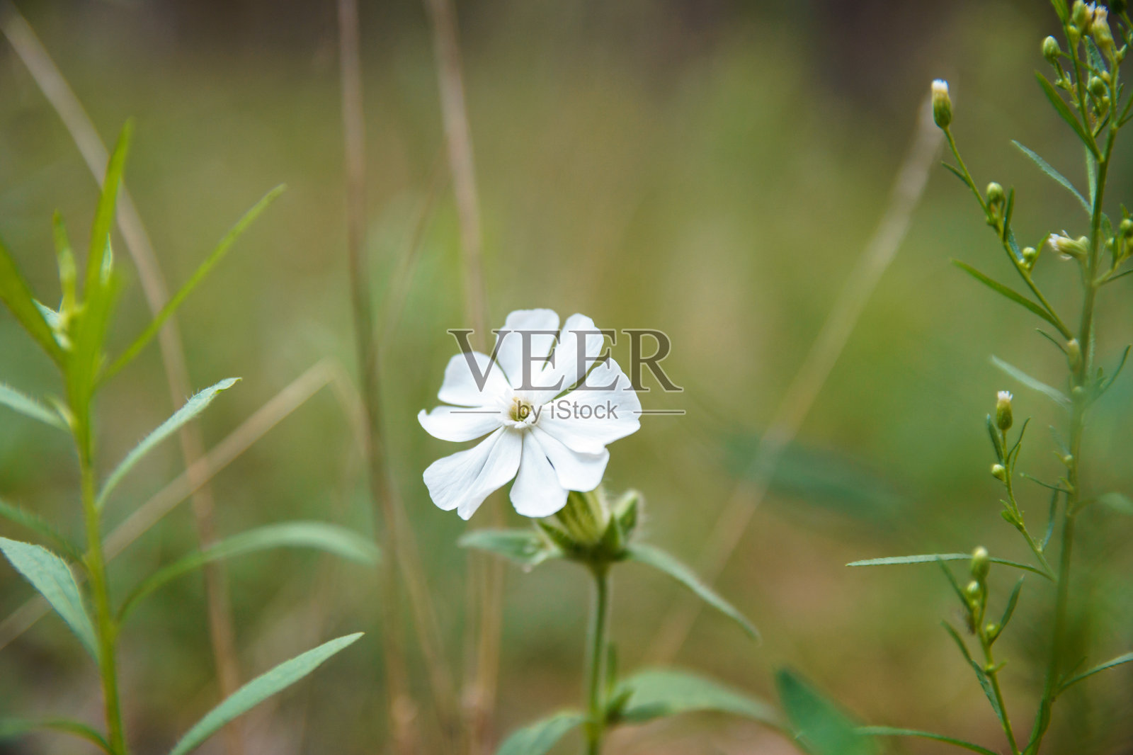 模糊的森林背景上的小花。照片摄影图片