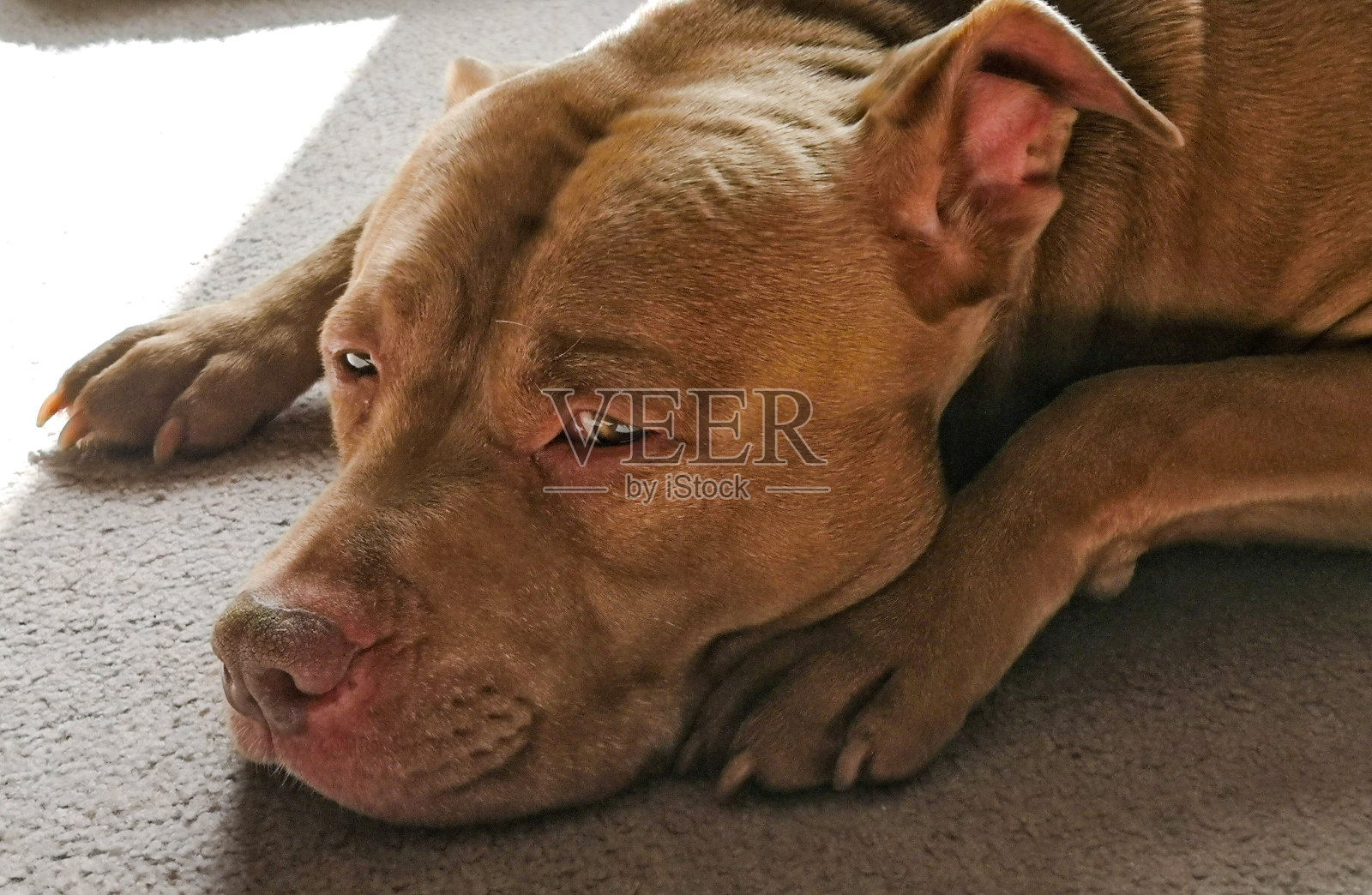 沉睡的比特斗牛梗狗照片摄影图片