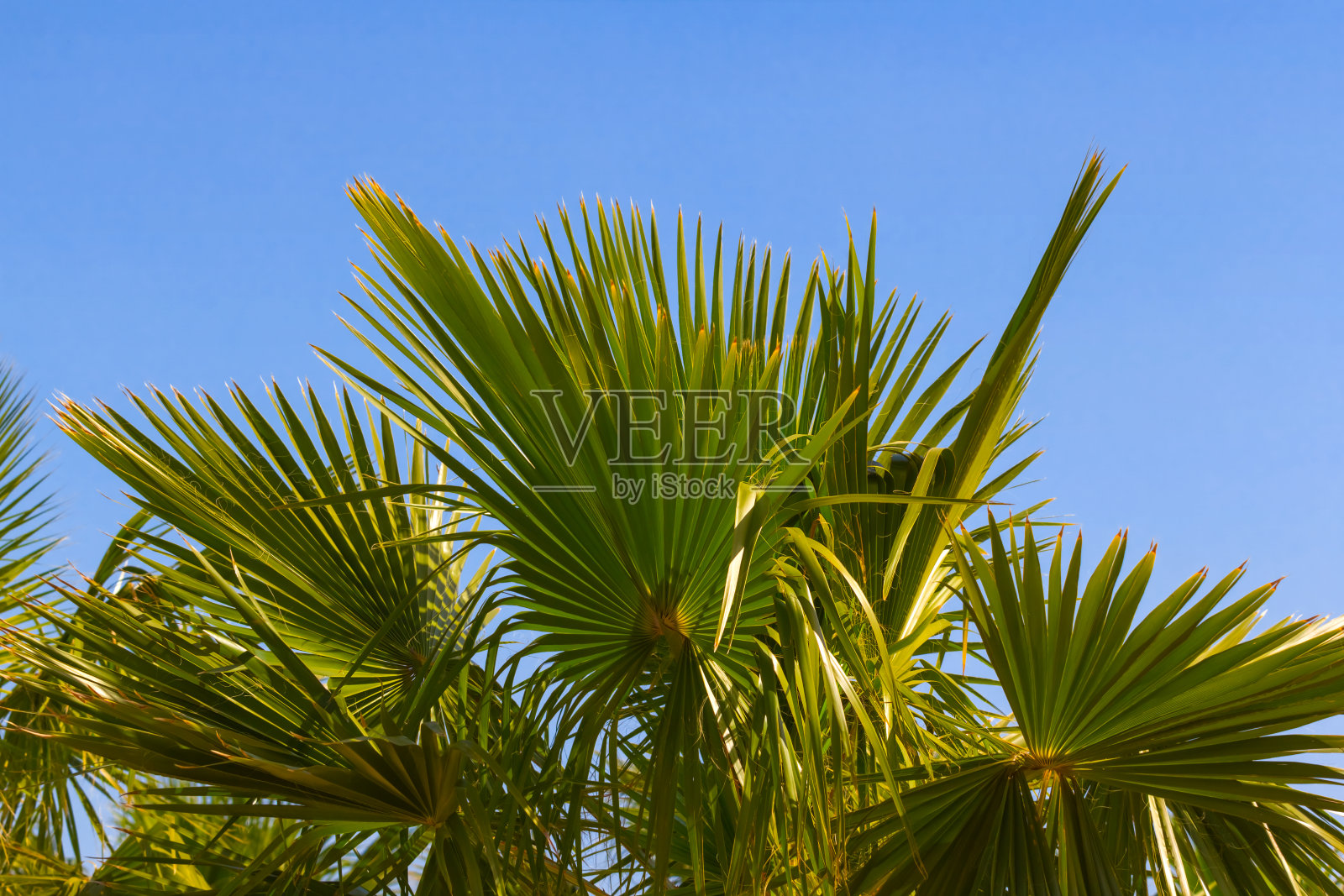 蓝天背景上的棕榈树照片摄影图片