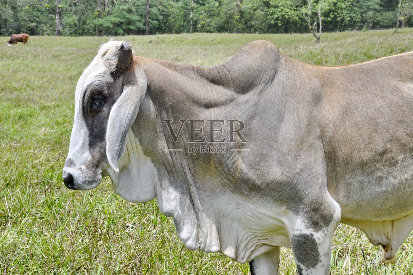 婆罗门牛在农田里照片摄影图片