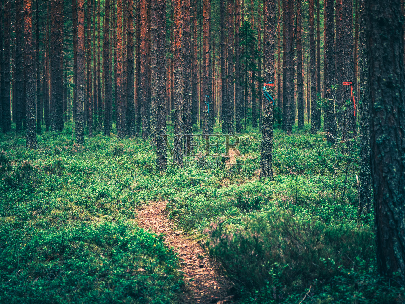 森林小径在瑞典的森林自然，夏季时间。照片摄影图片