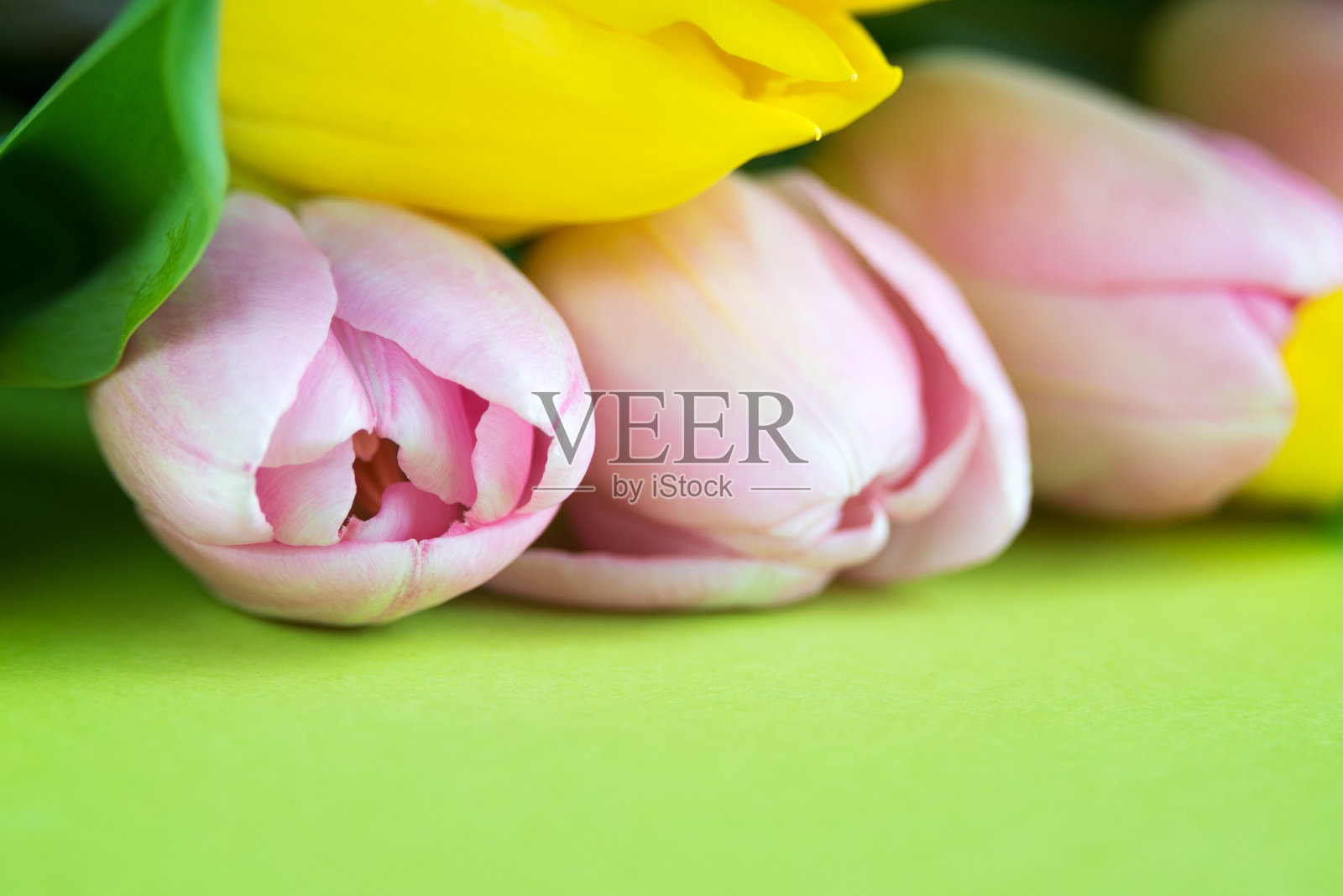 粉红色和黄色的郁金香在绿色的背景上。鲜花是送给心爱的女人和母亲的好礼物。一个特写镜头。照片摄影图片