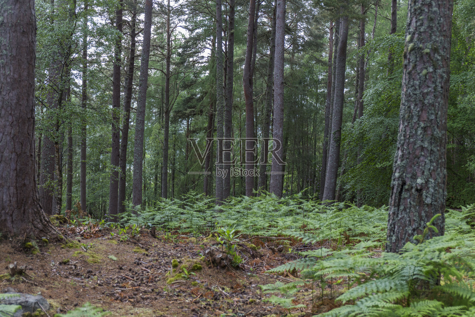 森林照片摄影图片
