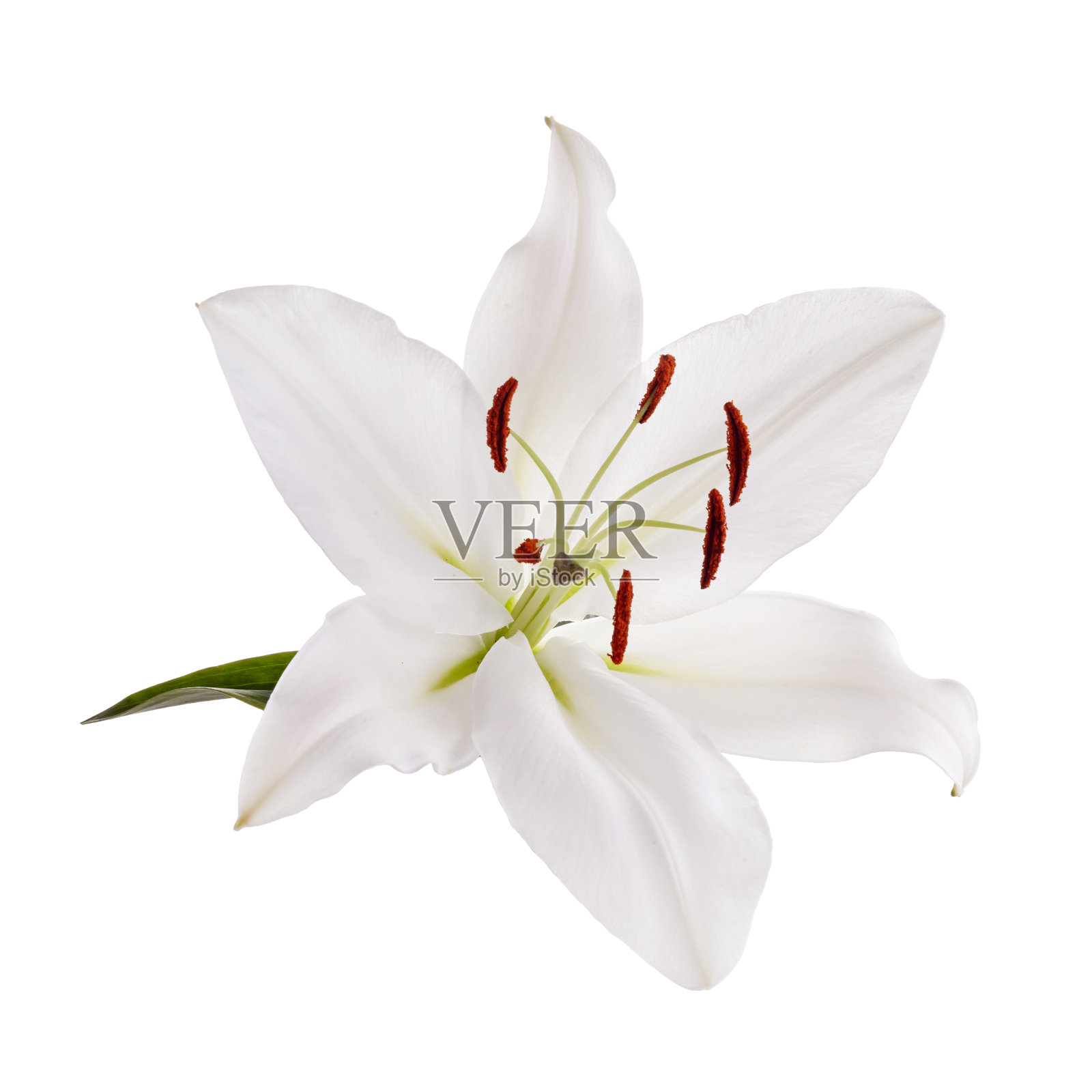 花白色百合孤立在白色的背景上照片摄影图片