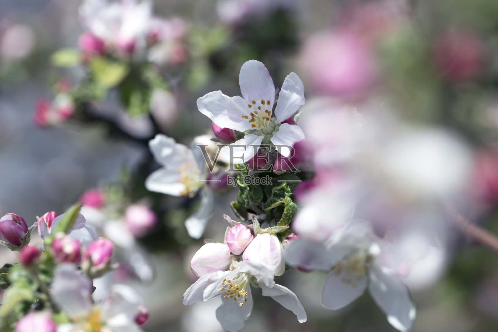 苹果树开白色和粉红色的花。春花园果树。美丽的春天自然背景。苹果树开花。照片摄影图片