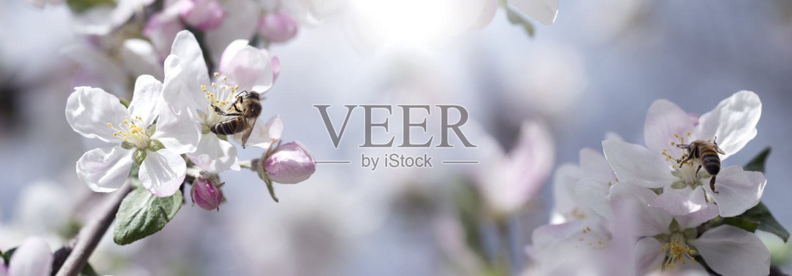 一只蜜蜂在树上的一朵白花上。从苹果花上采花粉的蜜蜂。苹果花上的蜜蜂。蜜蜂在粉红色的花朵上采集花粉照片摄影图片