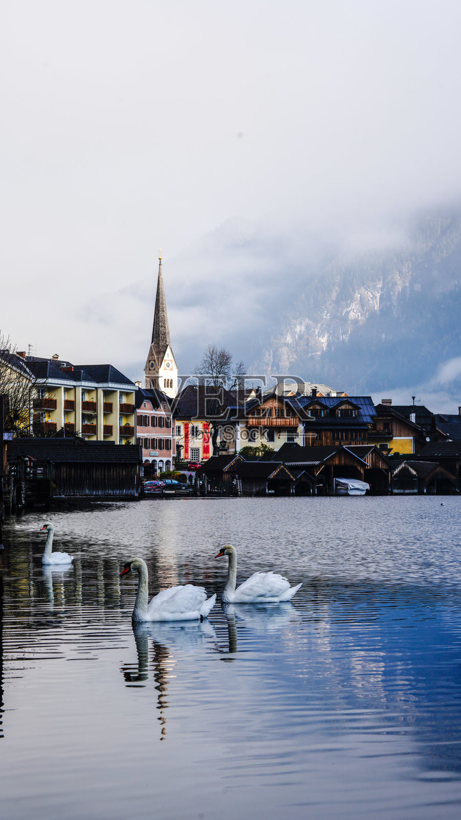 特写白天鹅游泳哈尔施塔特看到或奥地利湖照片摄影图片