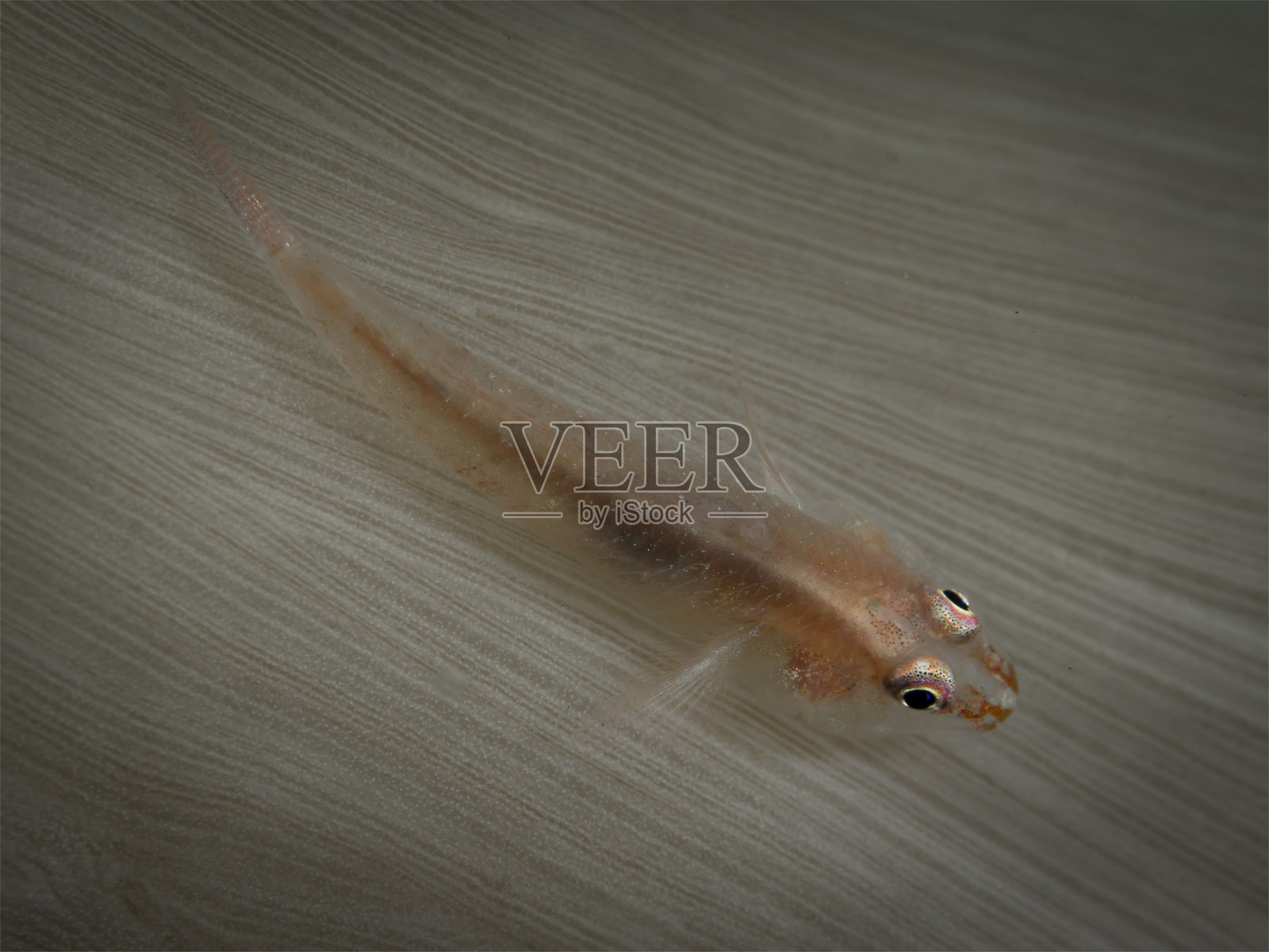 印度尼西亚北苏拉威西岛的水下生物照片摄影图片