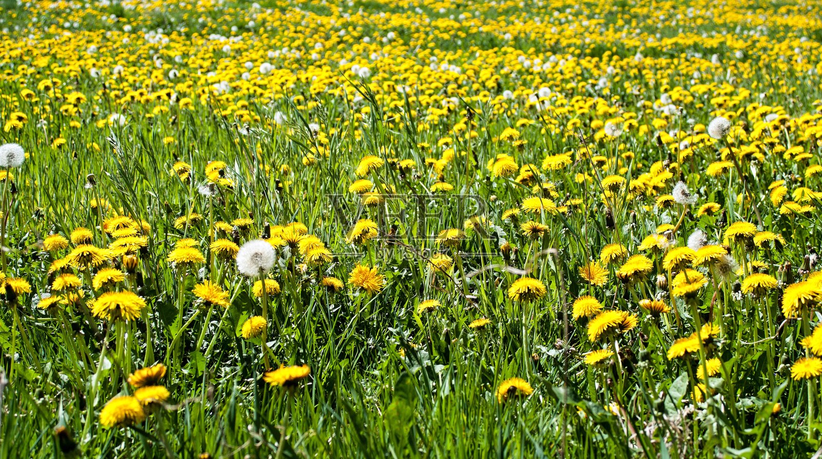 蒲公英盛开的春天草地照片摄影图片