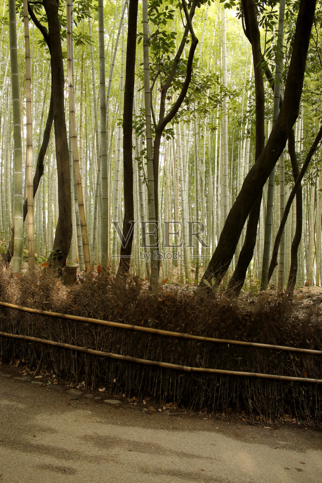 Arashiyama竹林照片摄影图片