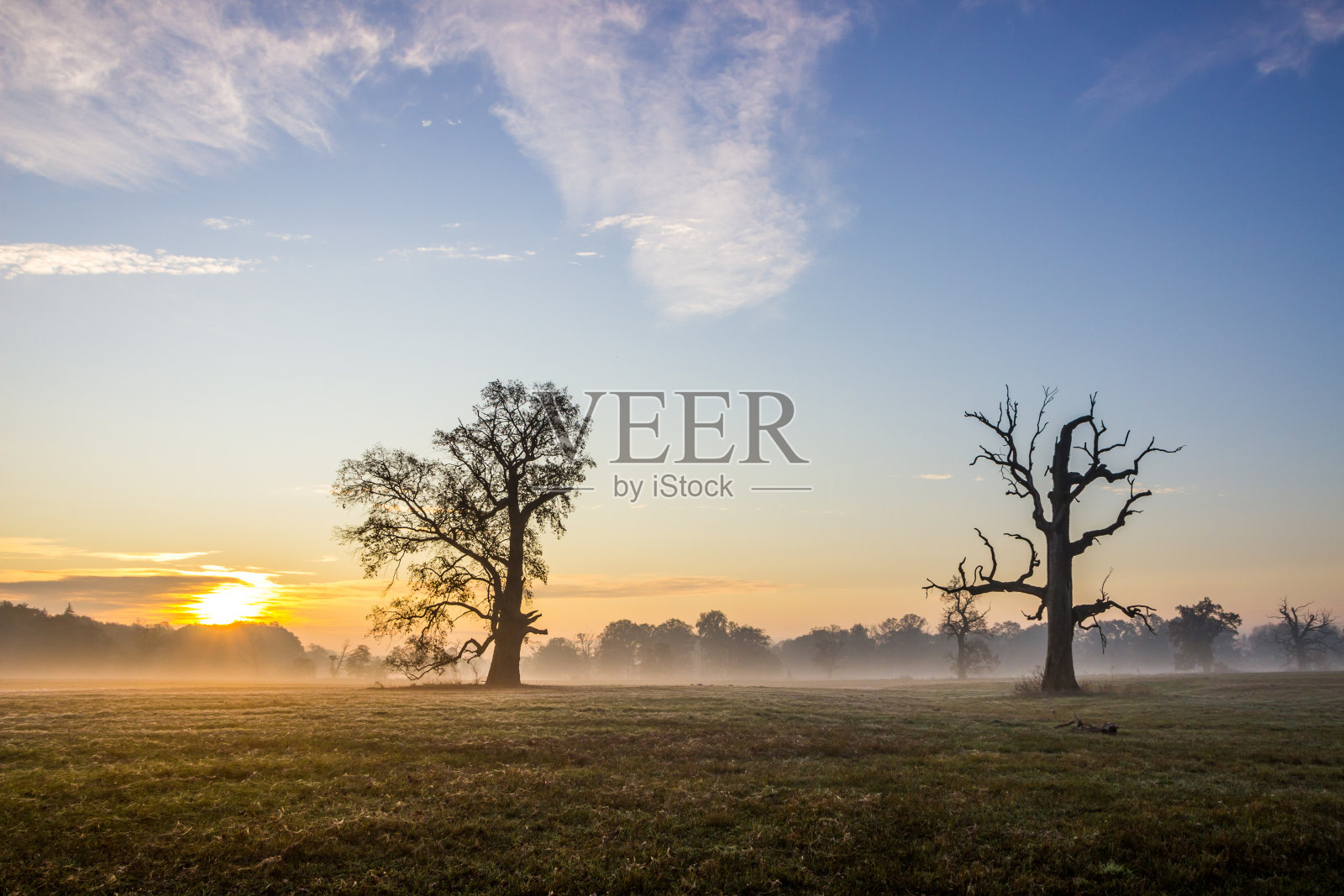 田野里孤独的橡树照片摄影图片