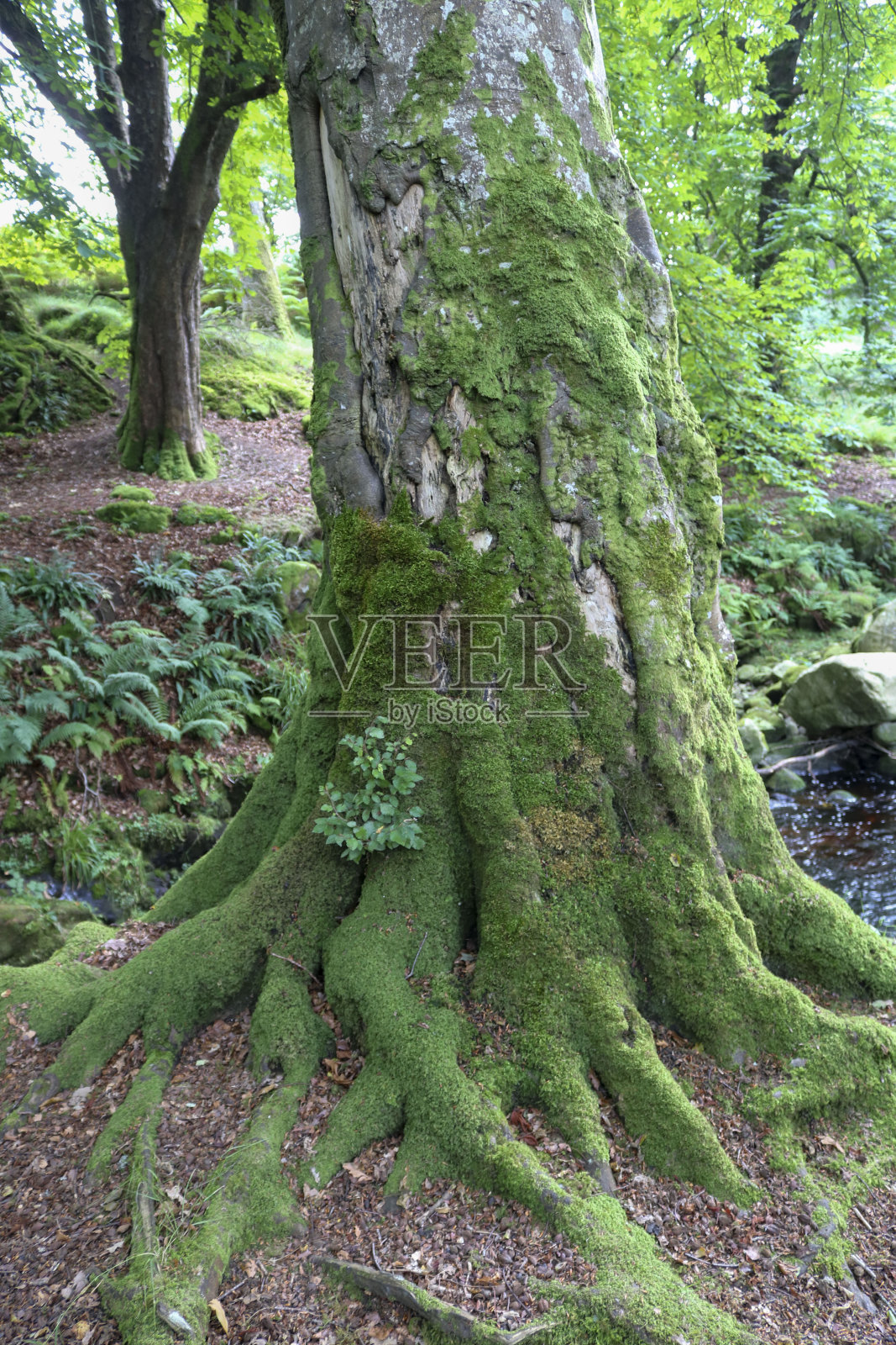 大的老树照片摄影图片
