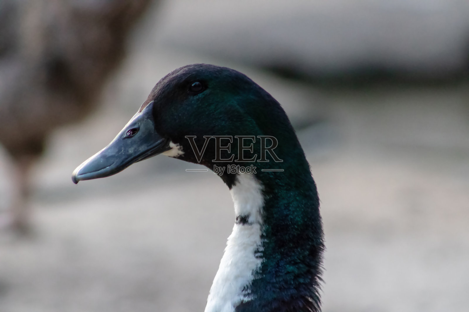 雄性绿、黑、白相间的博美犬照片摄影图片