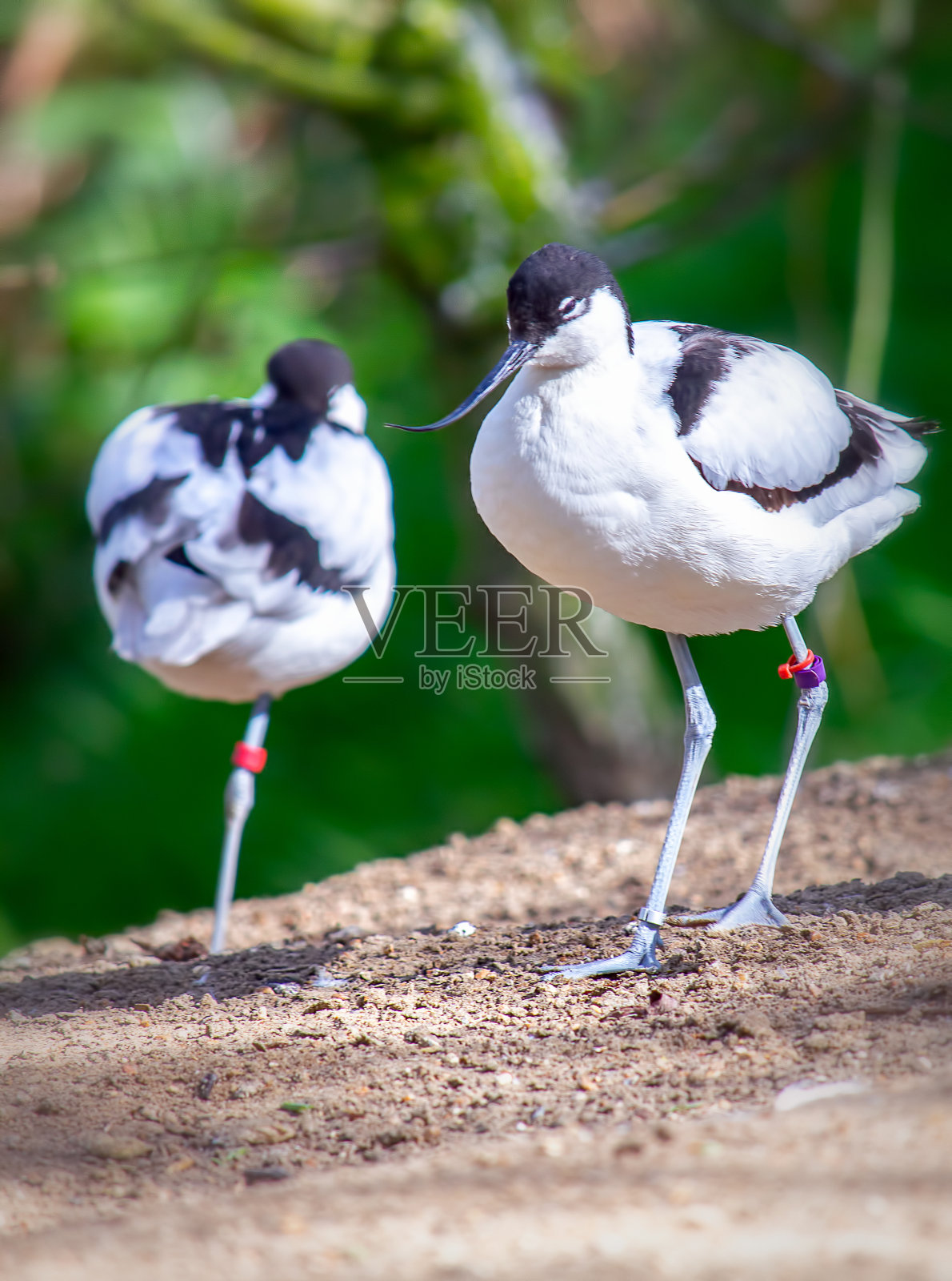 斑驳的avocet鸟照片摄影图片
