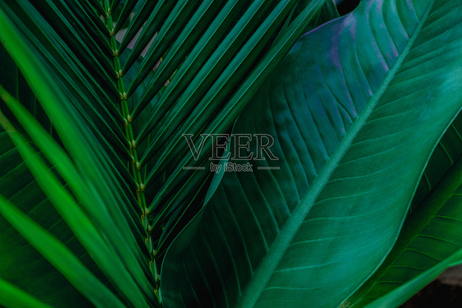 绿叶质地，叶面自然深绿色背景照片摄影图片