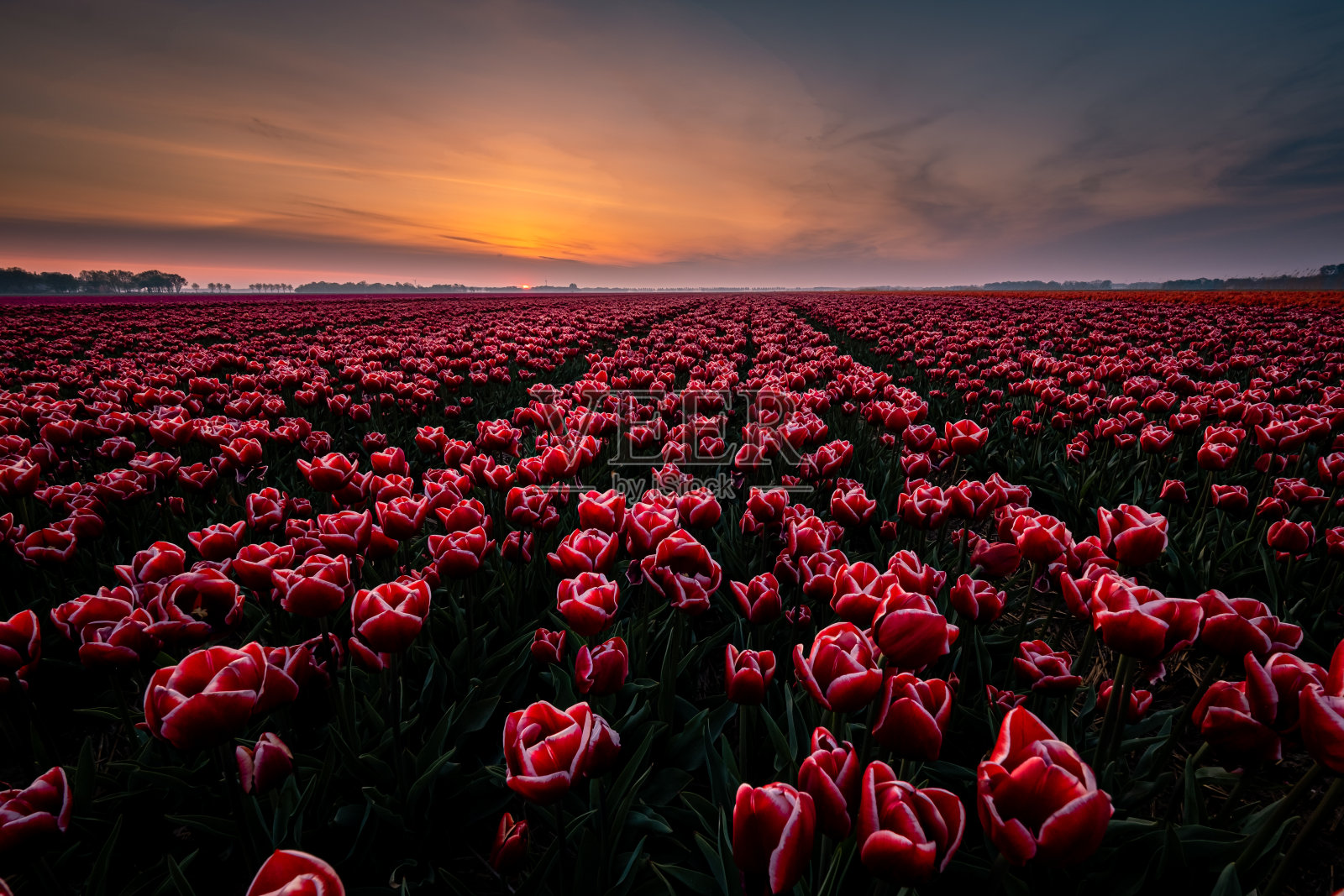 荷兰的郁金香田以海洋荷兰的风车公园为背景，五颜六色的荷兰郁金香照片摄影图片