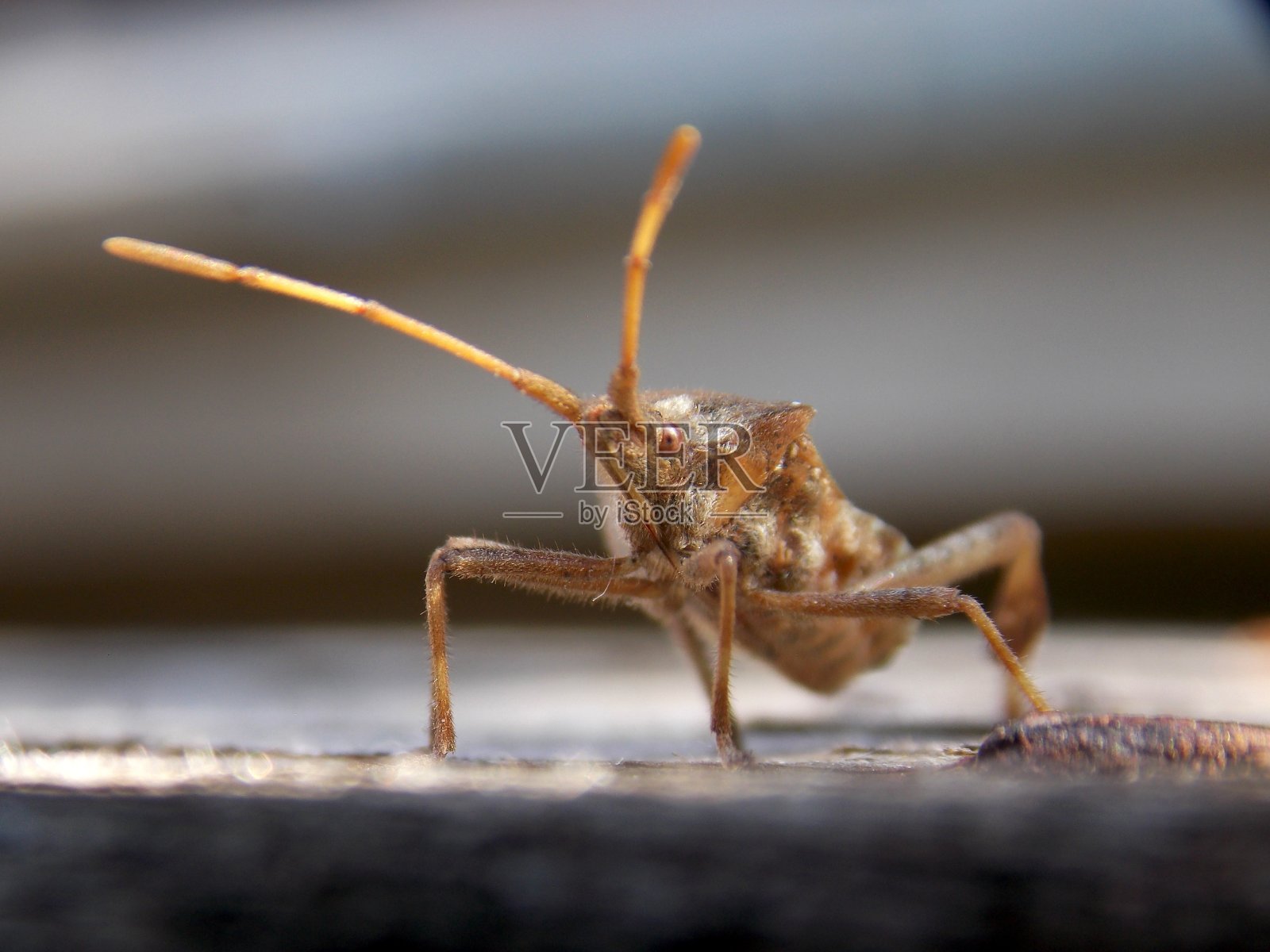 树枝上有角的甲虫照片摄影图片