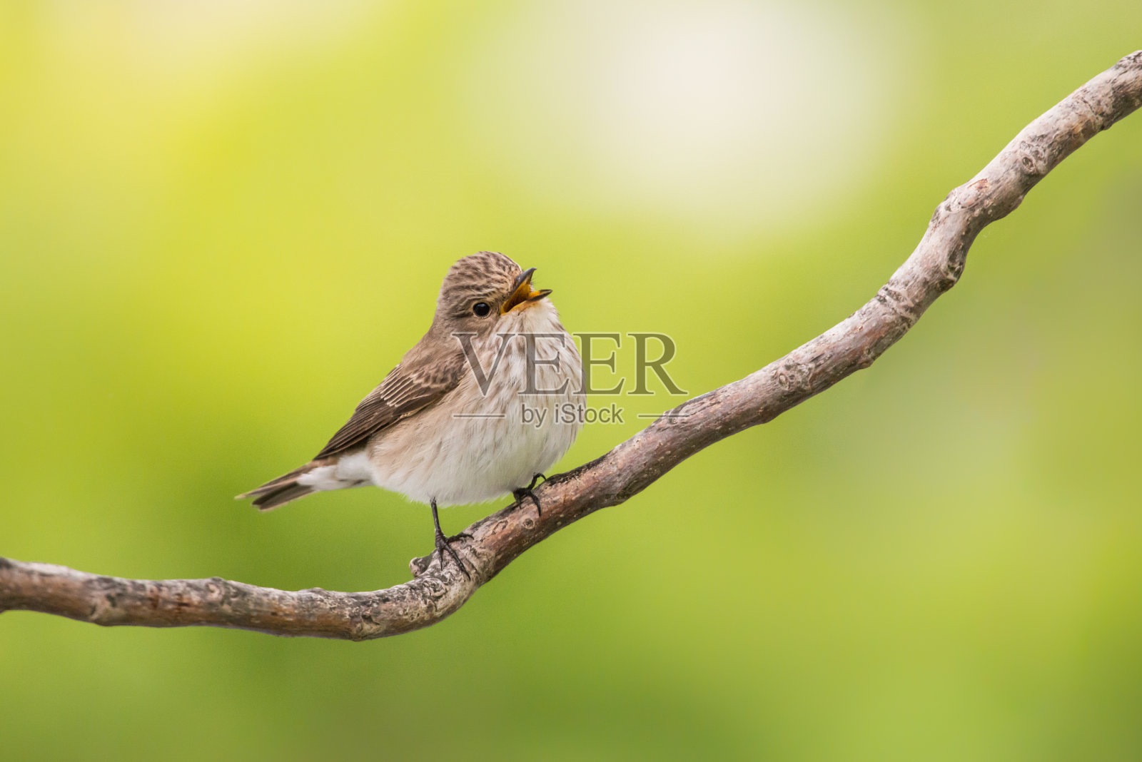 有斑点的捕蝇草照片摄影图片